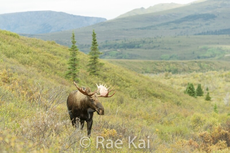 Moose Overlook-Traditional Photo