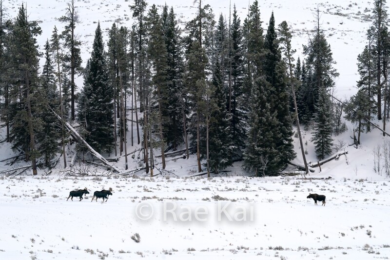 Moose Valley-Traditional Photo