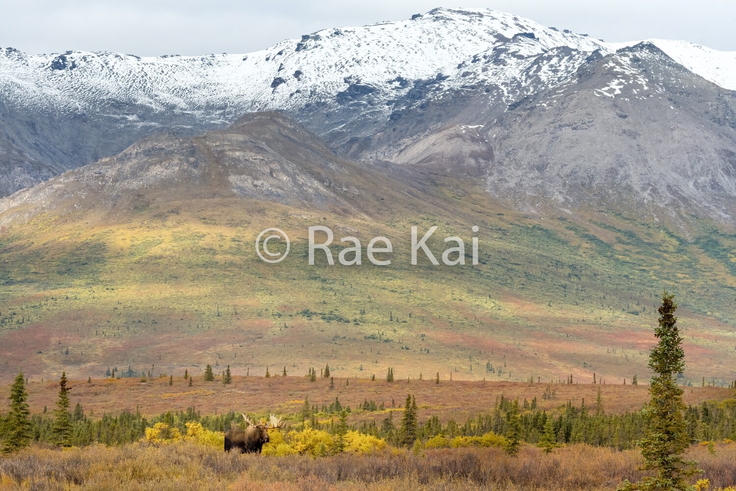 Moose Terrain-Traditional Photo