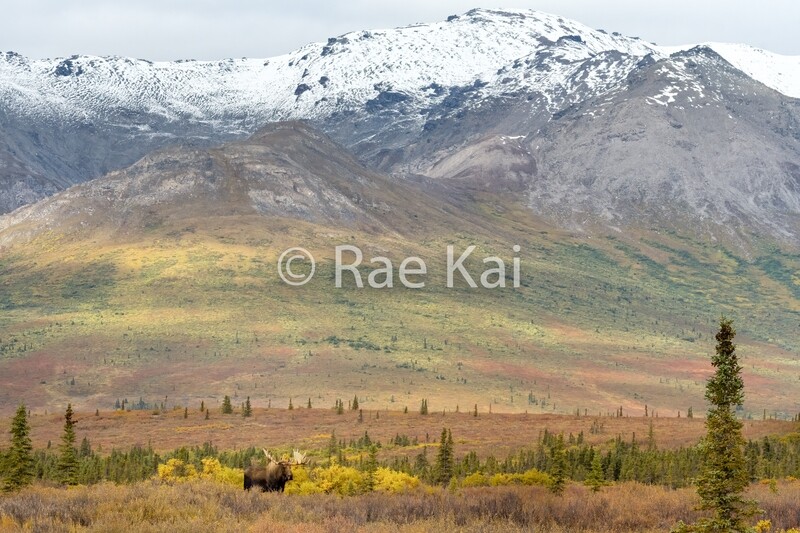 Moose Terrain-Traditional Photo
