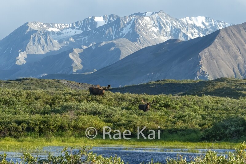 Mountain Moose-Traditional Photo
