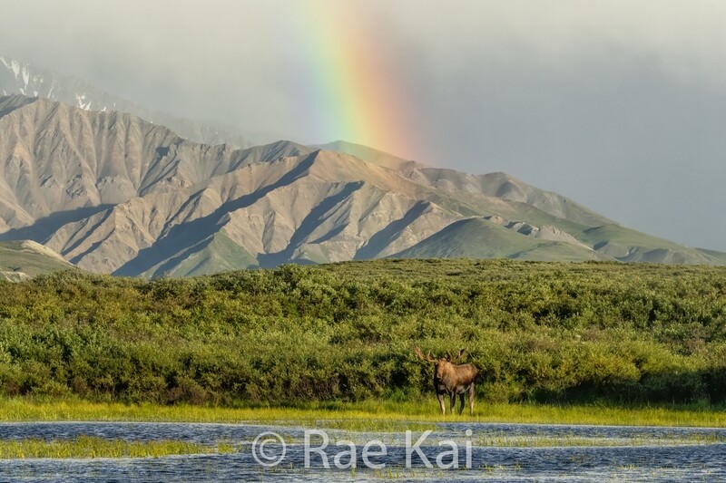Pot Of Gold-Traditional Photo