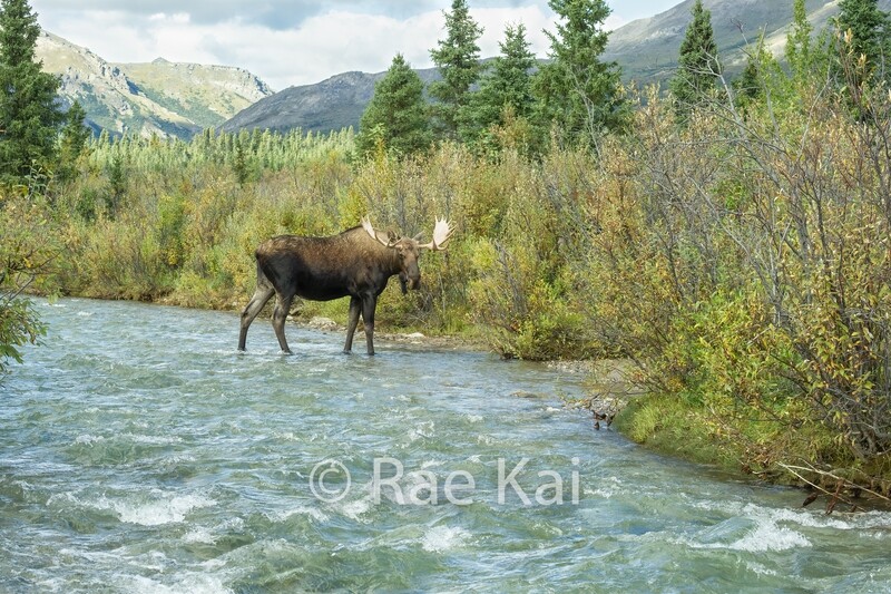 River Crossing-Traditional Photo