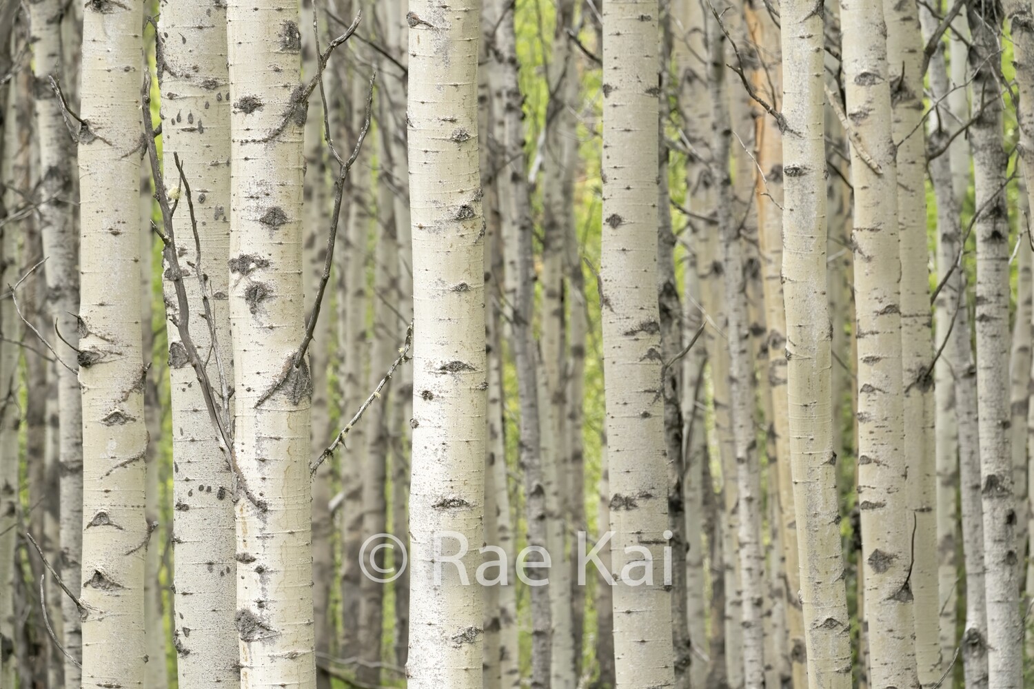 Birch Grove-Traditional Photo