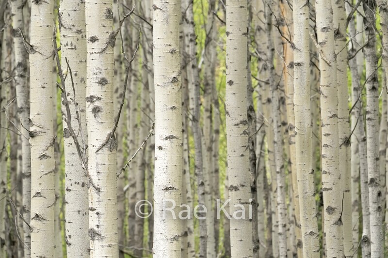 Birch Grove-Traditional Photo