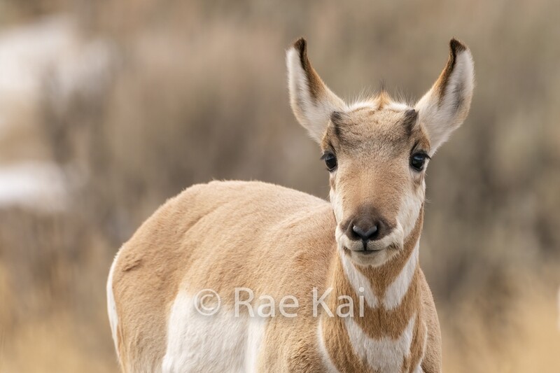 Pronghorn Doe-Traditional Photo