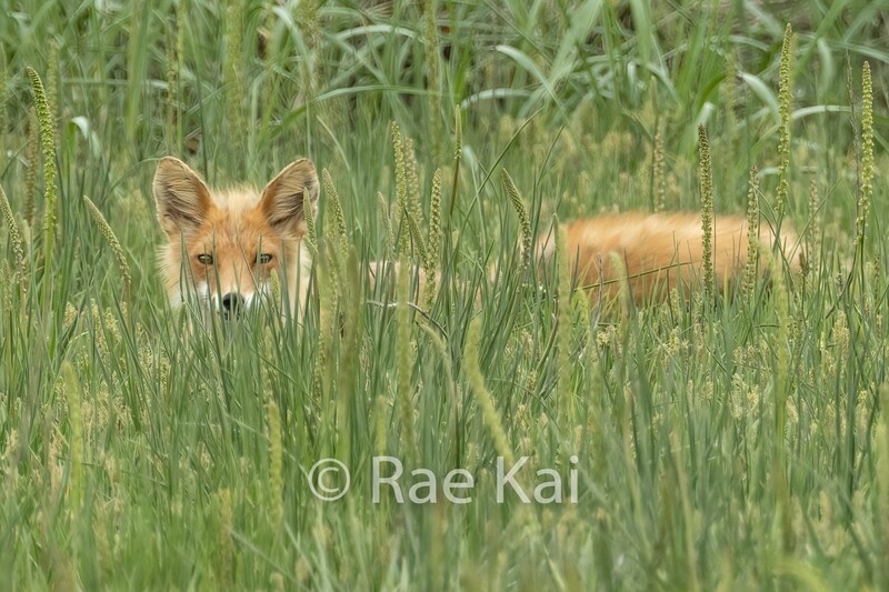 Hiding Fox-Traditional Photo
