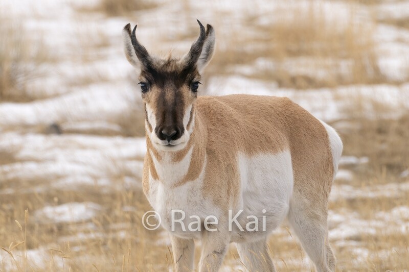 Pronghorn Buck-Traditional Photo
