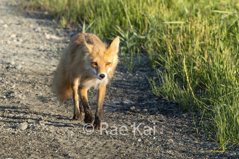 Rural Fox-Traditional Photo