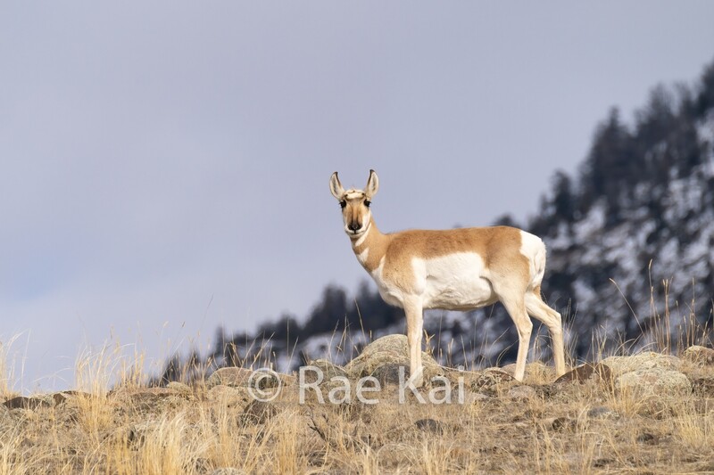 Pronghorn Ridge-Traditional Photo