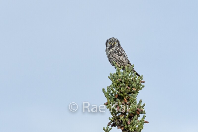 Pine Perch-Traditional Photo