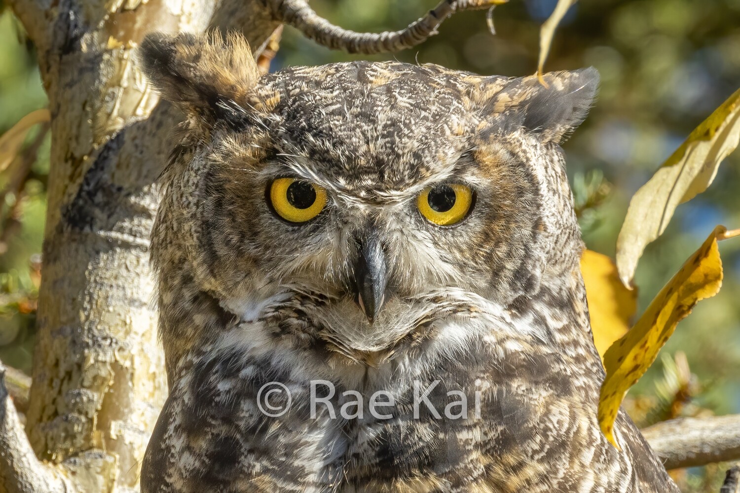 Owl Eyes-Traditional Photo