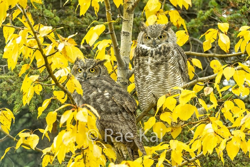 Autumn Pair-Traditional Photo