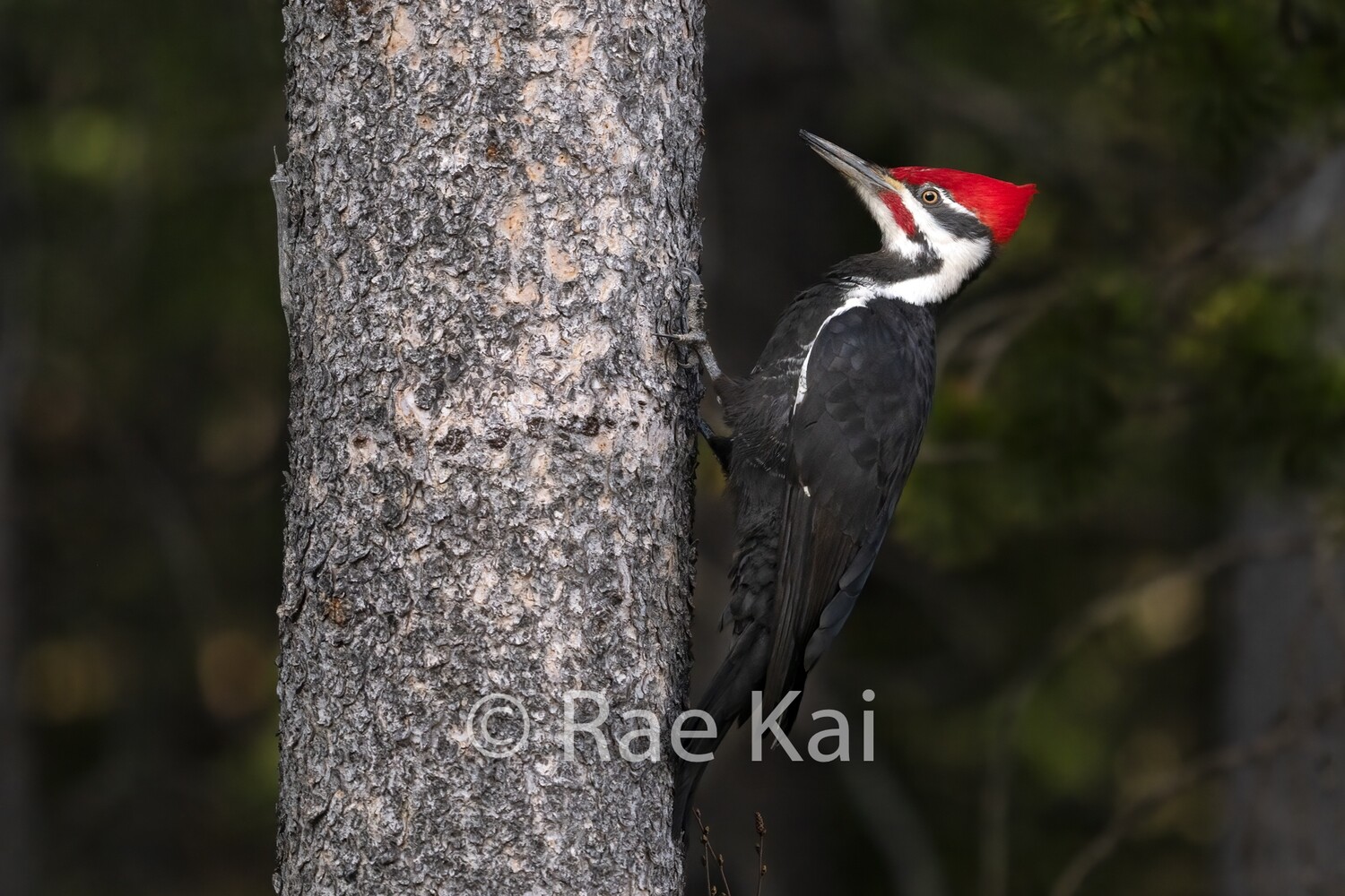 Pileated Woodpecker-Traditional Photo