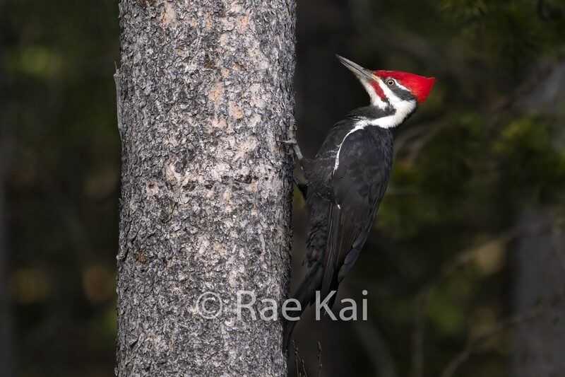 Pileated Woodpecker-Traditional Photo