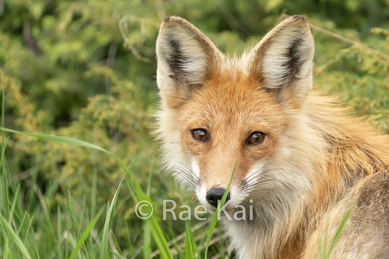Fox Face-Traditional Photo