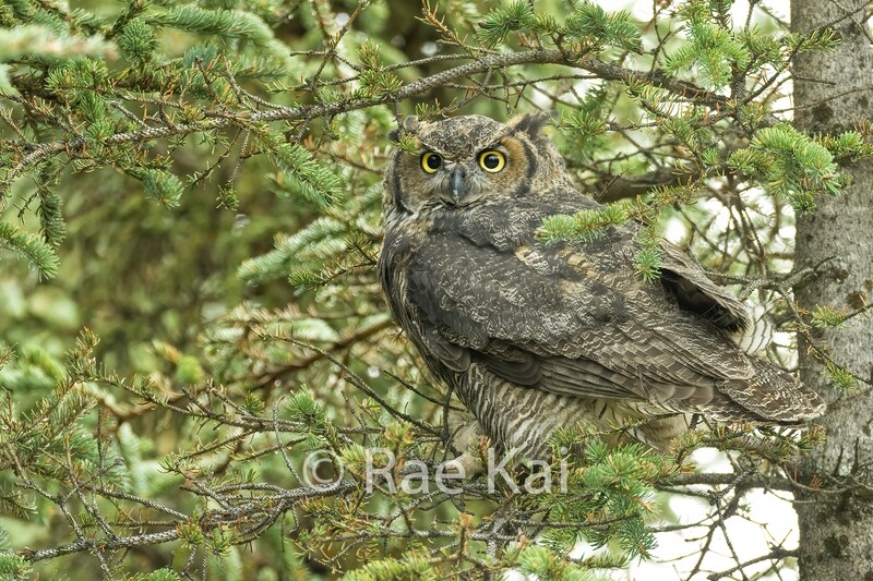 Hidden Owl-Traditional Photo