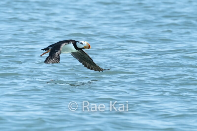 Puffin Flight-Traditional Photo