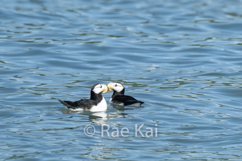 Puffin Pair-Traditional Photo