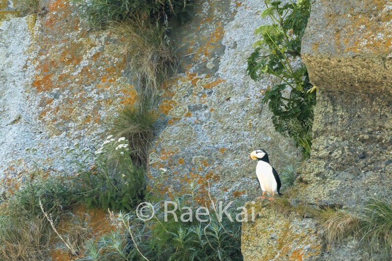Sea Cliffs Puffin-Traditional Photo