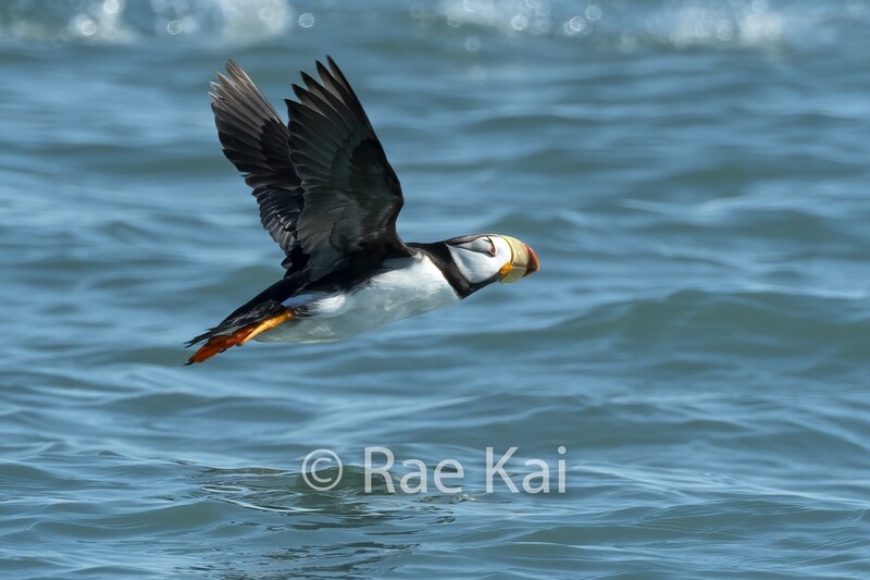 Soaring Puffin-Traditional Photo