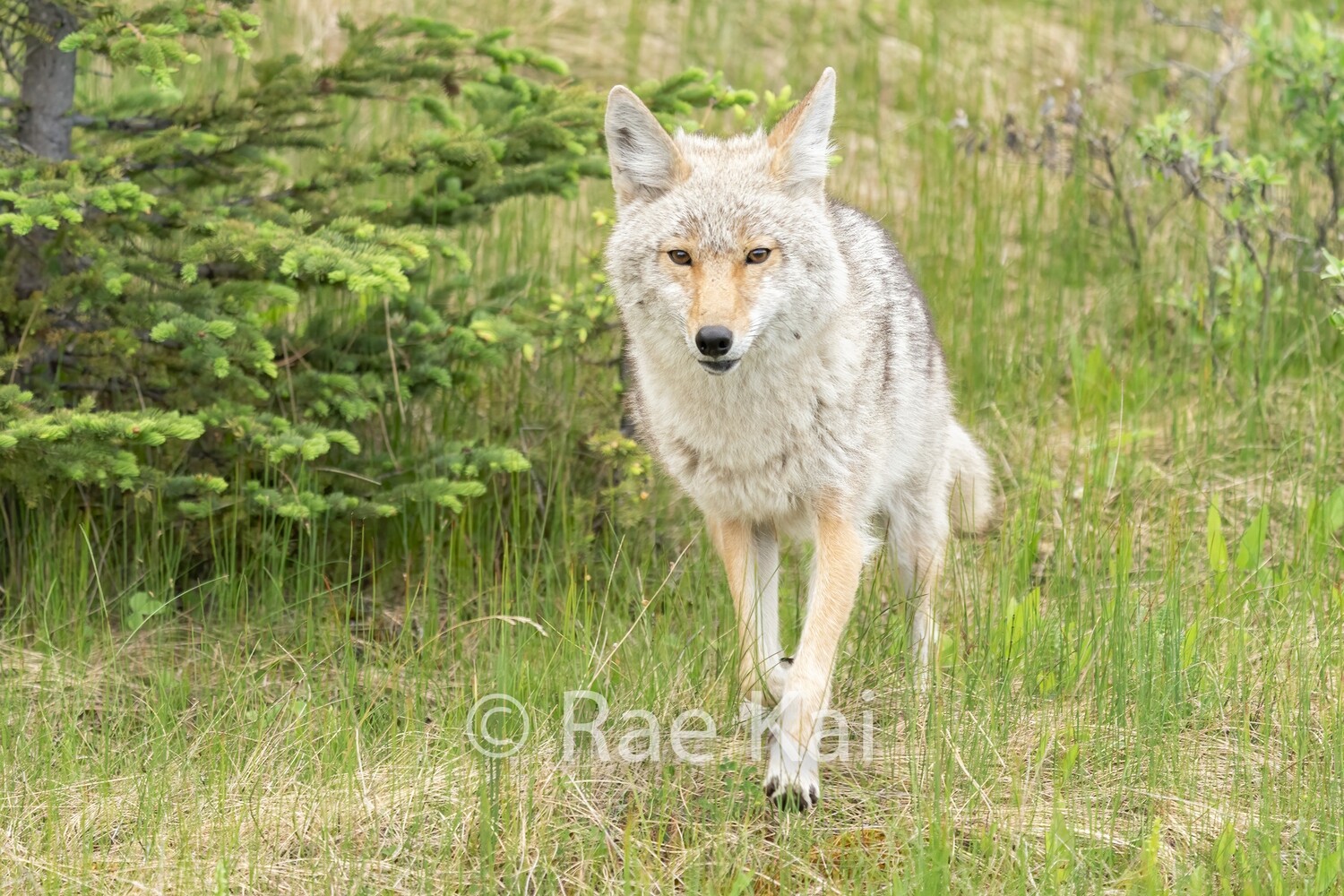 Coyote Approach-Traditional Photo