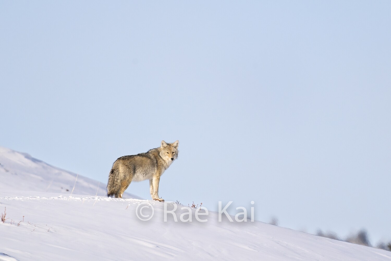 Coyote Hill Stance-Traditional Photo