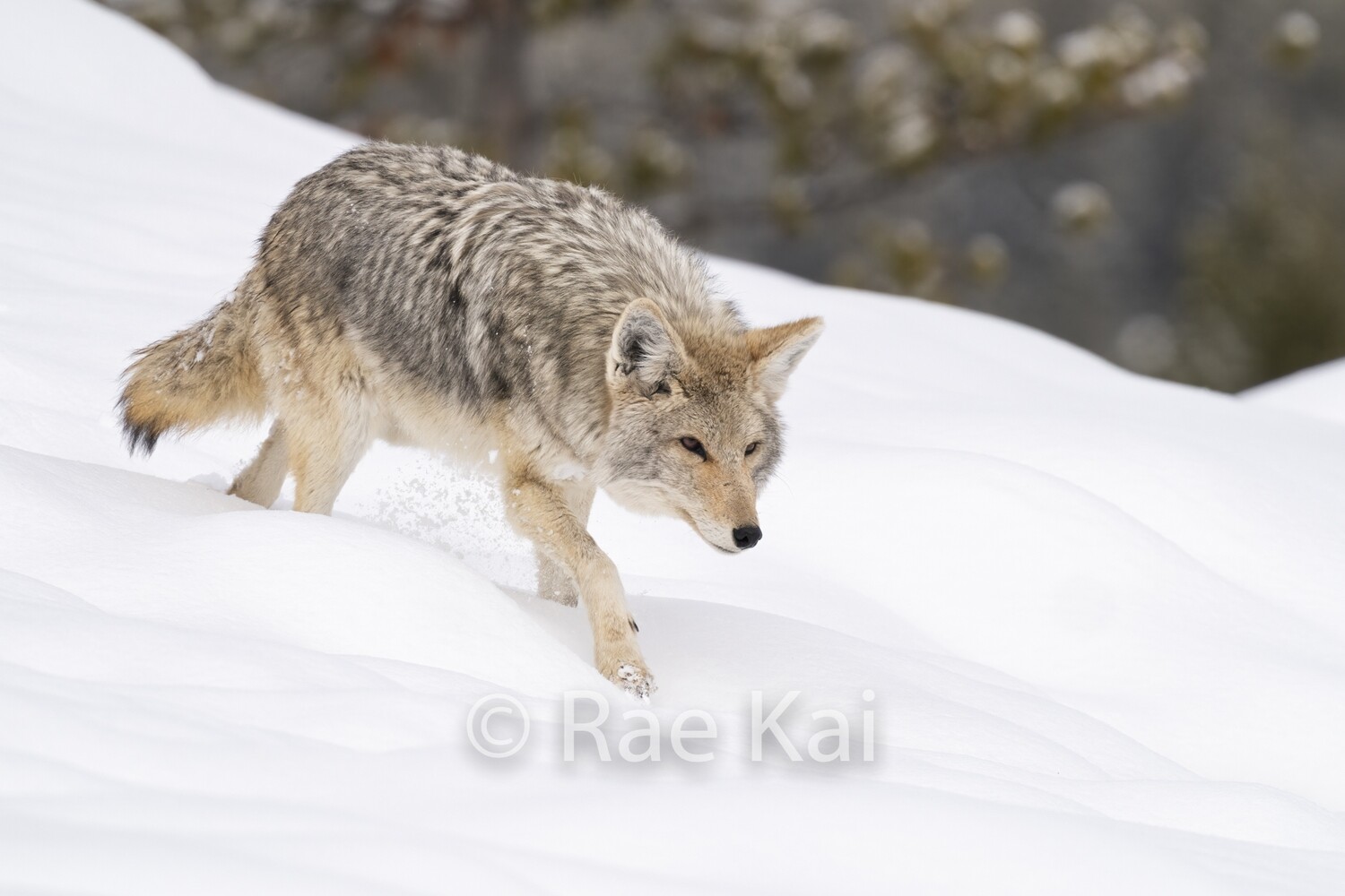 Coyote On The Hunt-Traditional Photo
