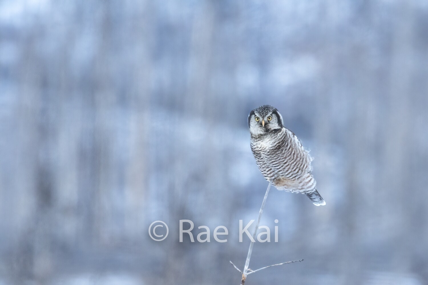Winter Balancing Act-Traditional Photo
