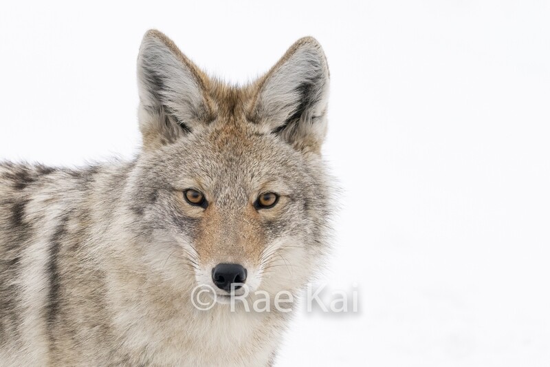 Coyote Head Shot-Traditional Photo