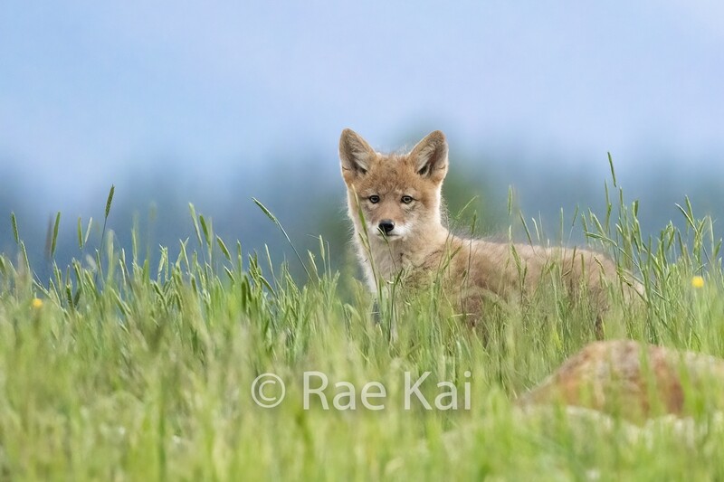 Evening Coyote Pup-Traditional Photo