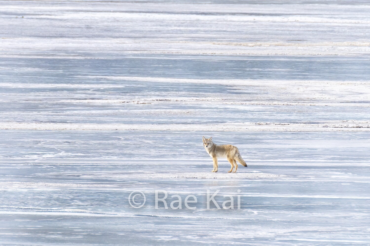 Ice Walker Coyote-Traditional Photo