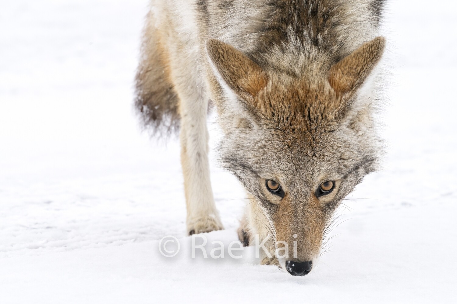 Coyote Eyes-Traditional Photo