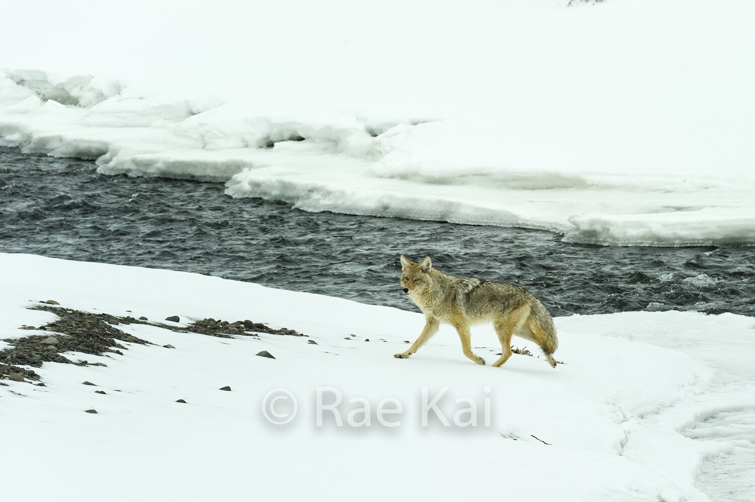 Coyote River Walk-Traditional Photo