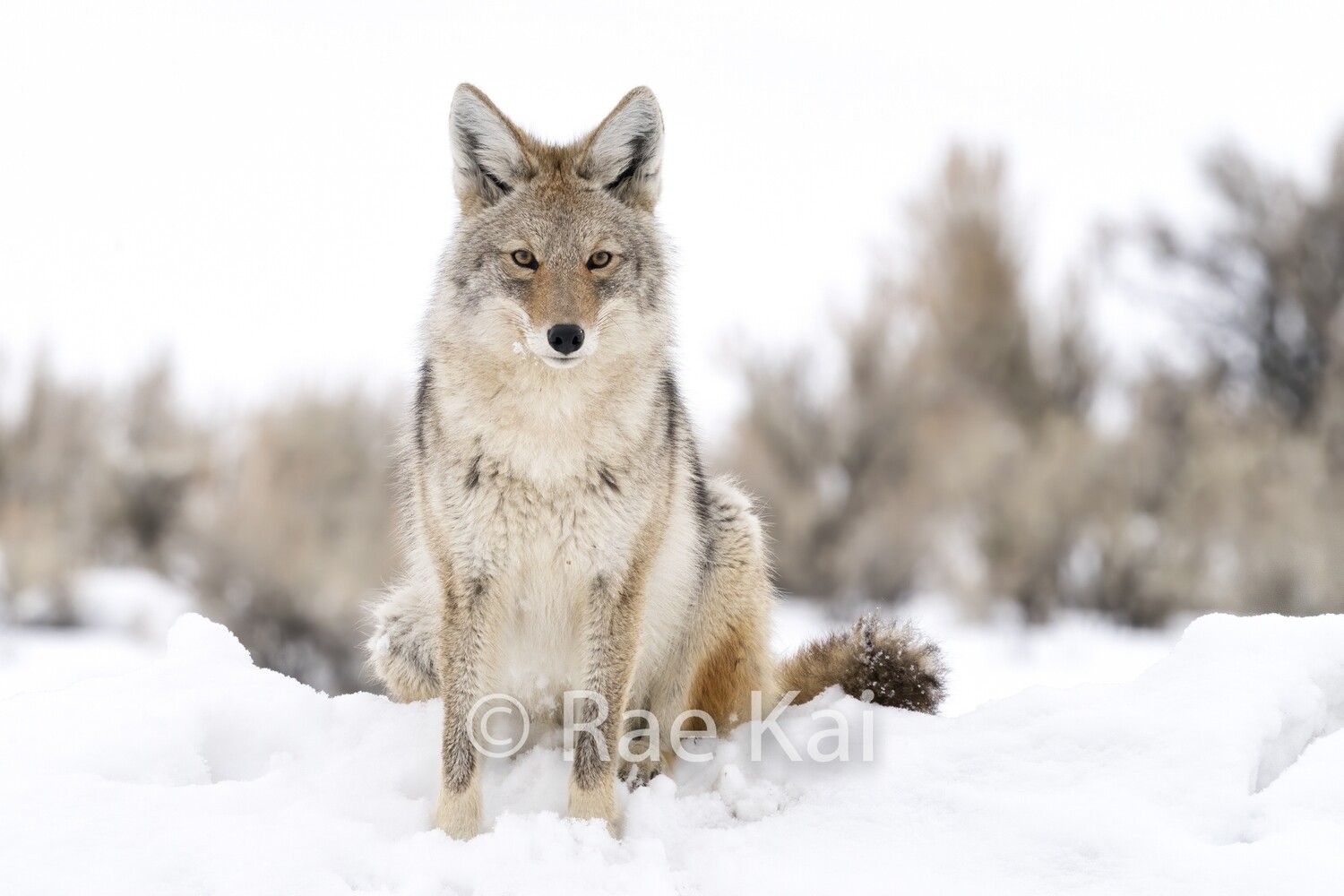 Coyote Winter Look-Traditional Photo