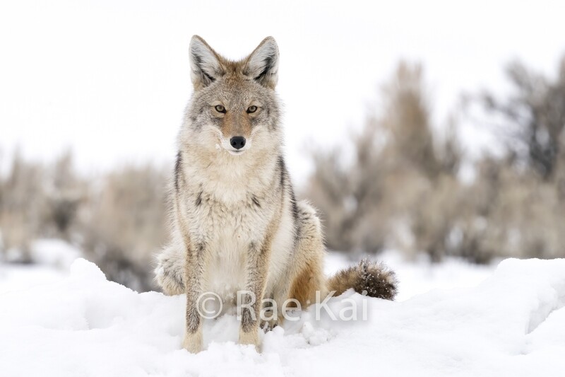 Coyote Winter Look-Traditional Photo