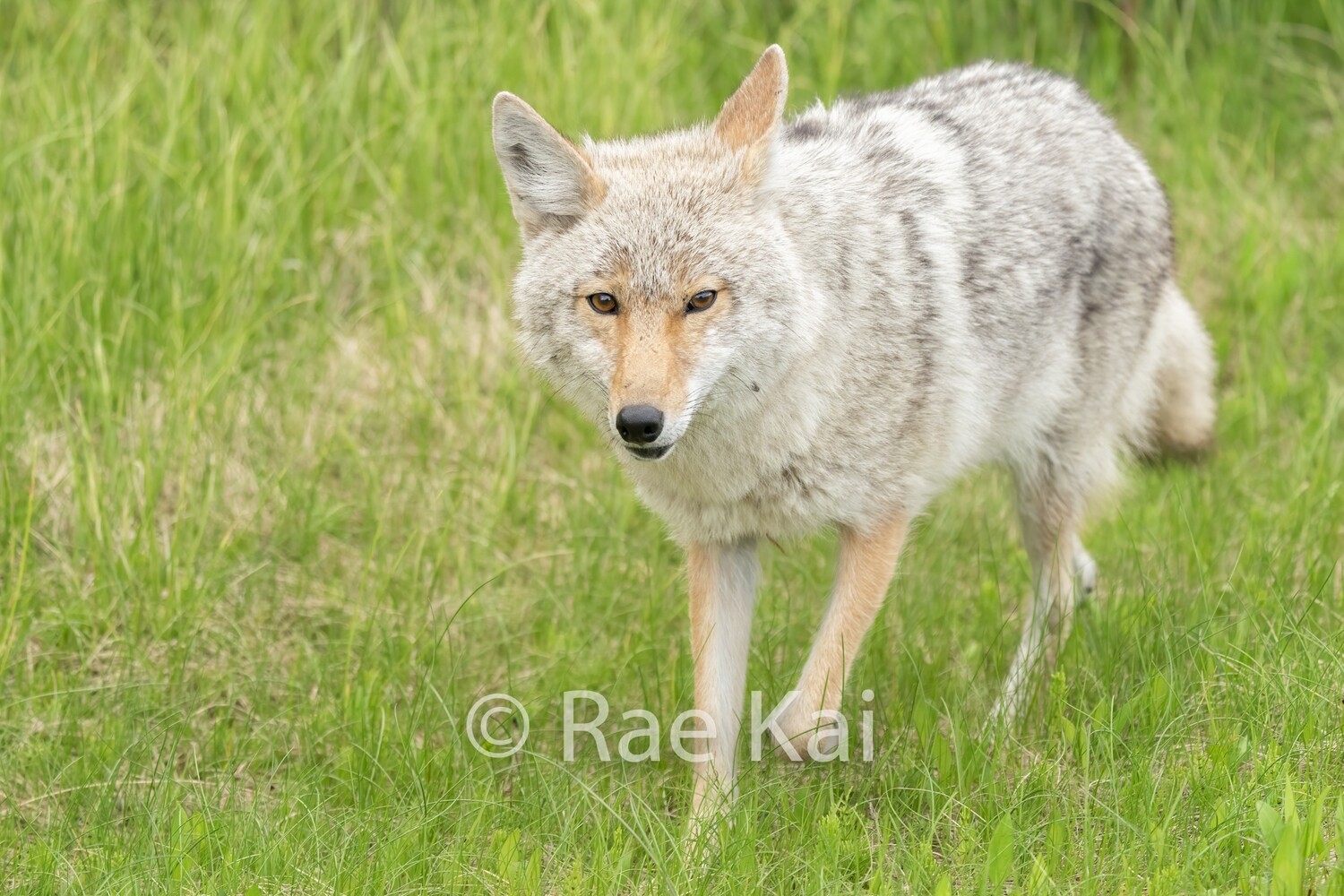 Light Coyote-Traditional Photo