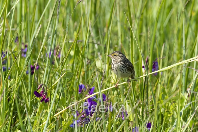 Flower Sparrow-Traditional Photo