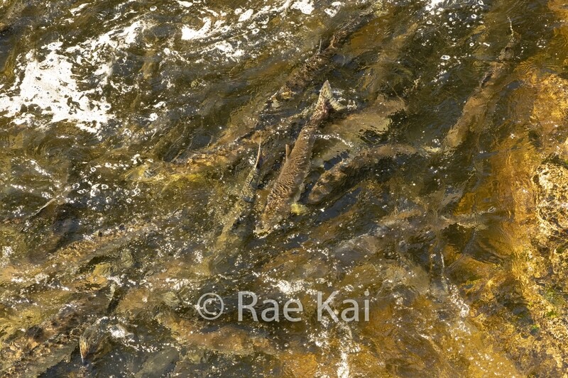 Salmon School-Traditional Photo