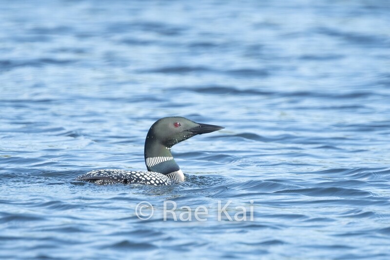 Loon Lake-Traditional Photo
