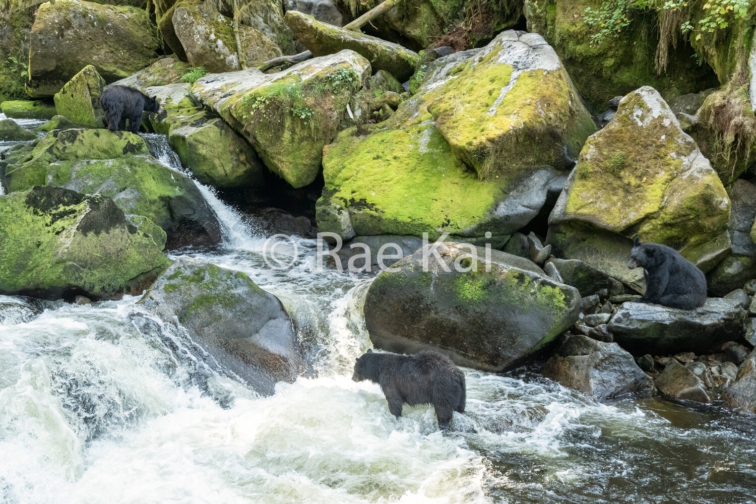 River Party-Traditional Photo
