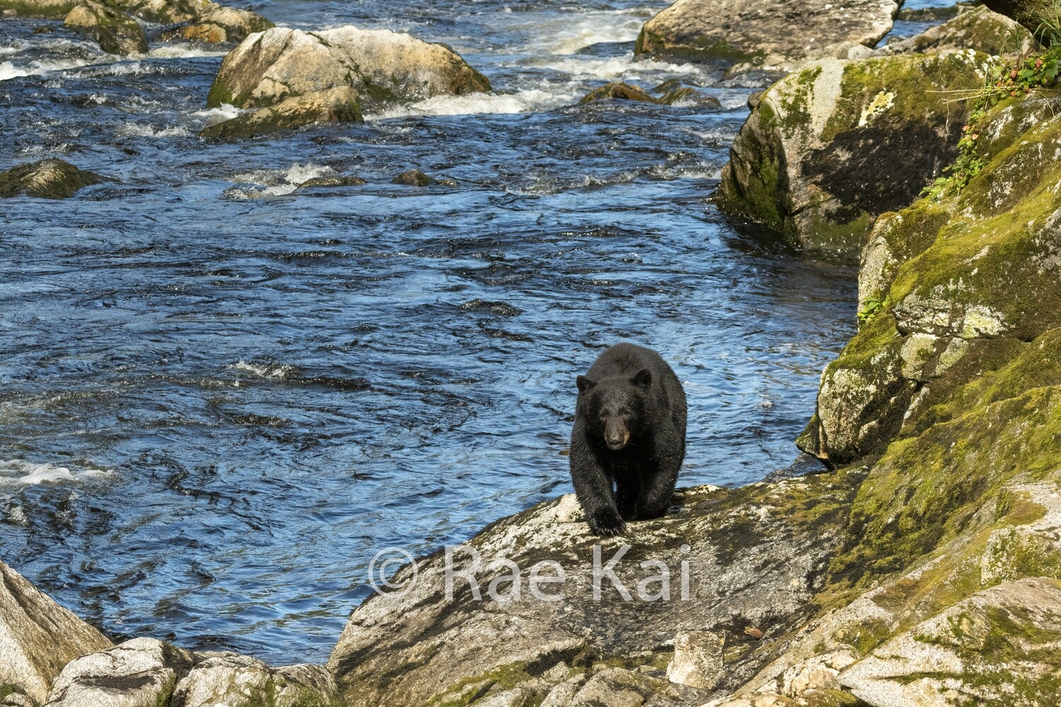 Riverside Black Bear-Traditional Photo