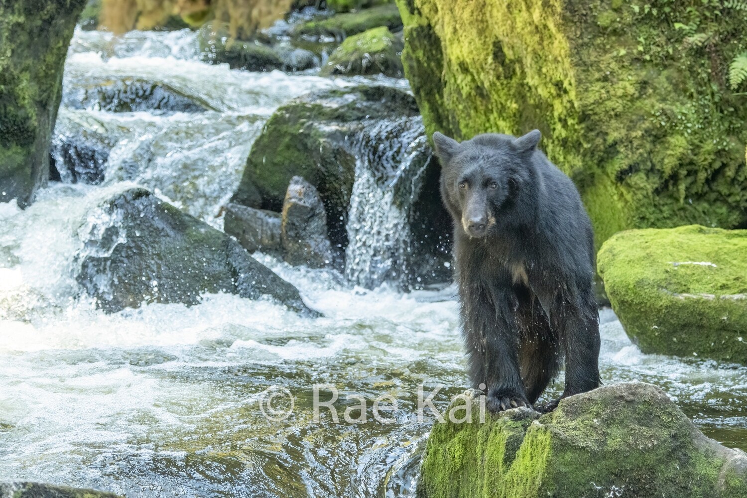 Waterfall Black Bear-Traditional Photo