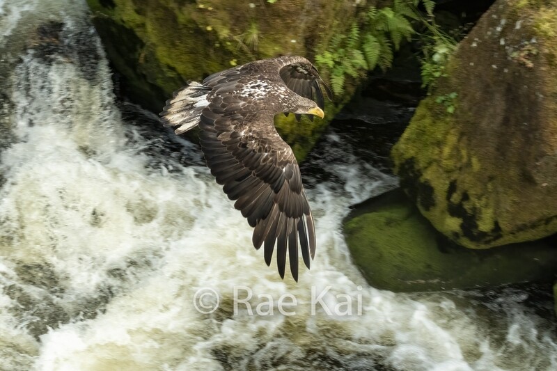 Waterfall Flight-Traditional Photo
