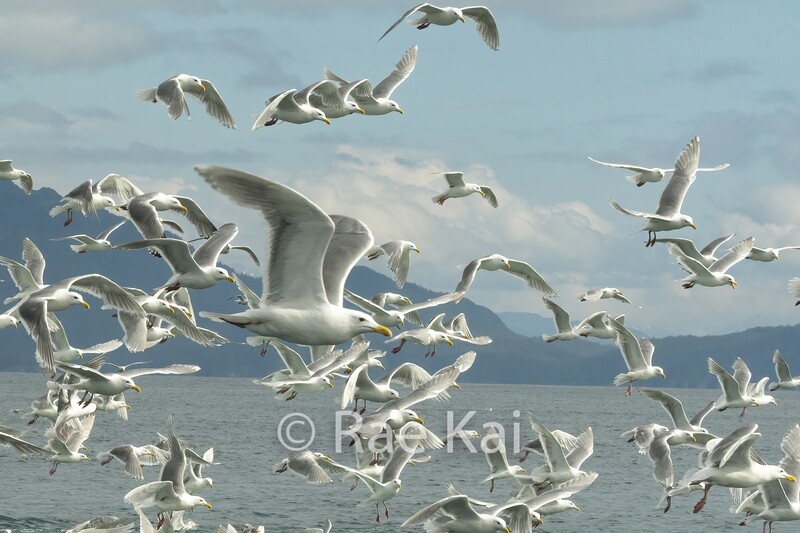 Flight Of The Seagulls-Traditional Photo