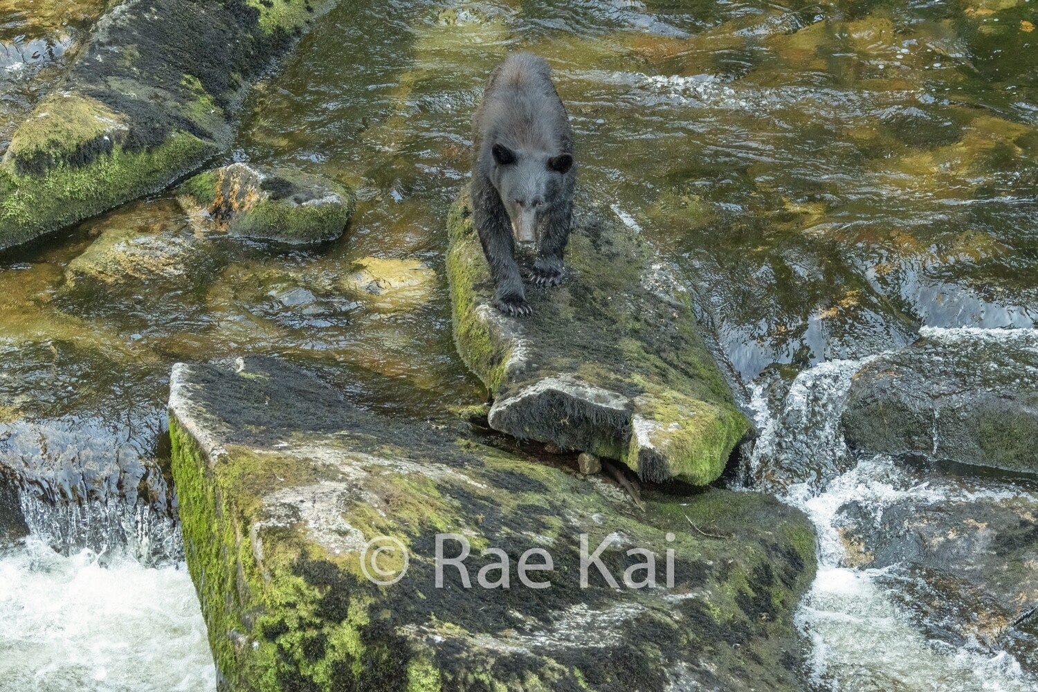 Rock Walker-Traditional Photo