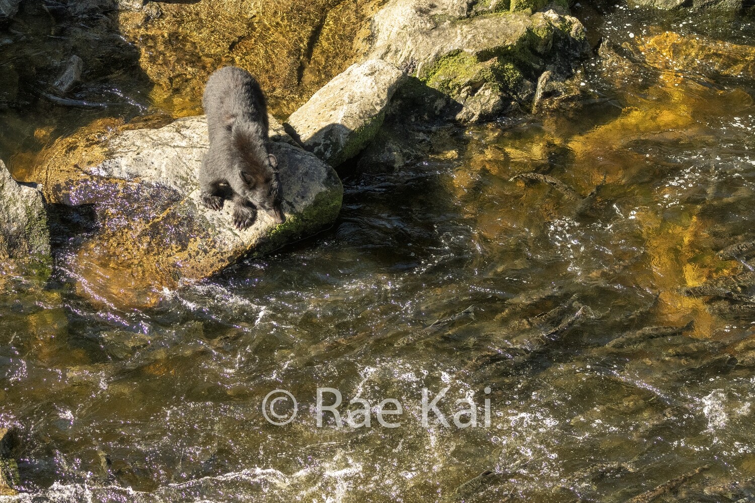 Salmon Watcher-Traditional Photo