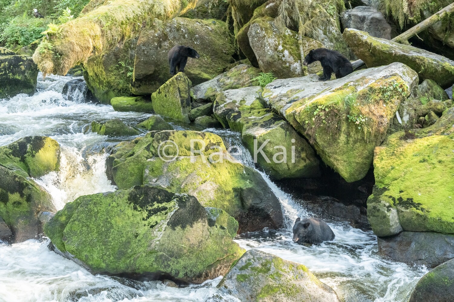 Where To Fish-Traditional Photo