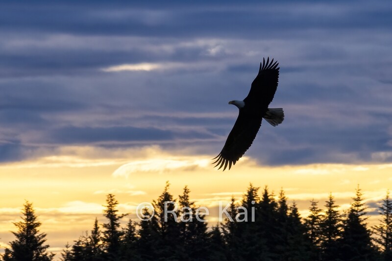 Sunrise Soar-Traditional Photo