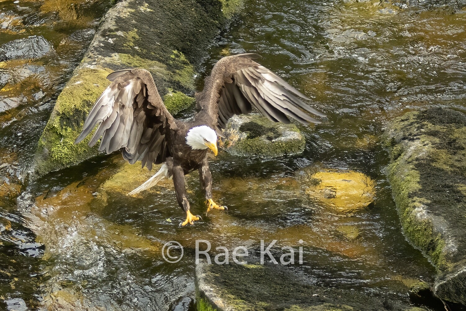 Karate Stance-Traditional Photo